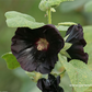 Garten-Stockrose 'Nigra'