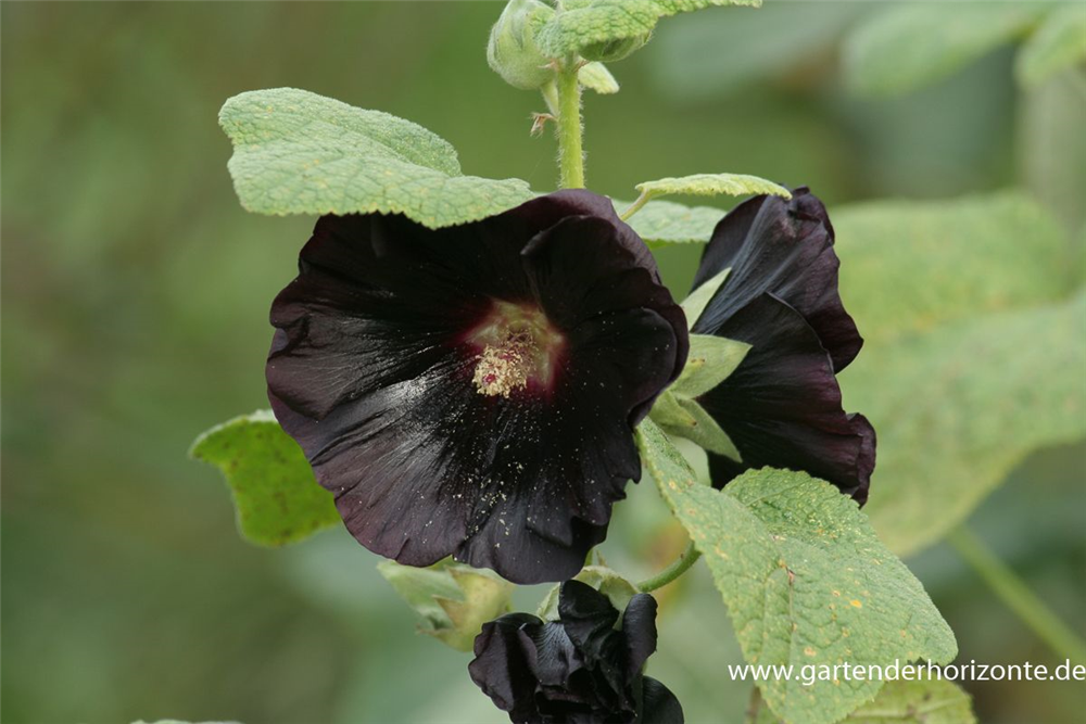 Garten-Stockrose 'Nigra'
