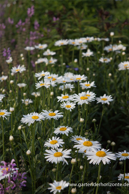 Großblumige Garten-Margerite 'Gruppenstolz'
