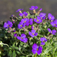 Aubrieta x cult.'Blaumeise'