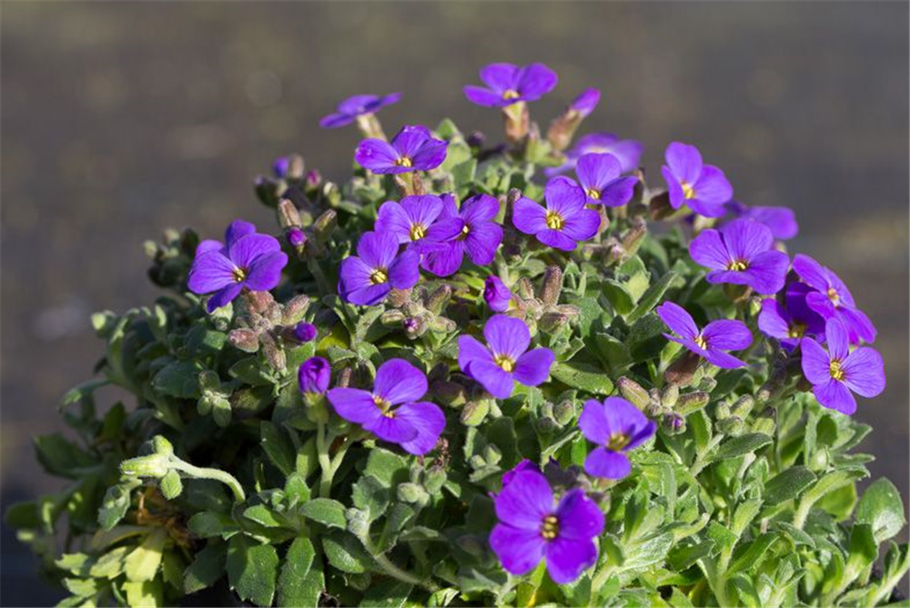 Aubrieta x cult.'Blaumeise'