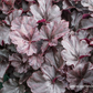 Garten-Silberglöckchen 'Obsidian'