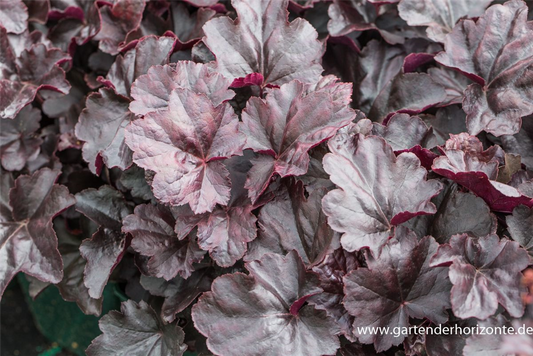 Garten-Silberglöckchen 'Obsidian'