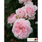Strauchrose 'Alexandra - Princesse de Luxembourg'®
