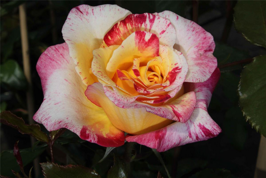 Edelrose 'Camille Pissaro'