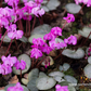 Cyclamen coum 'Rose Silverleaf'