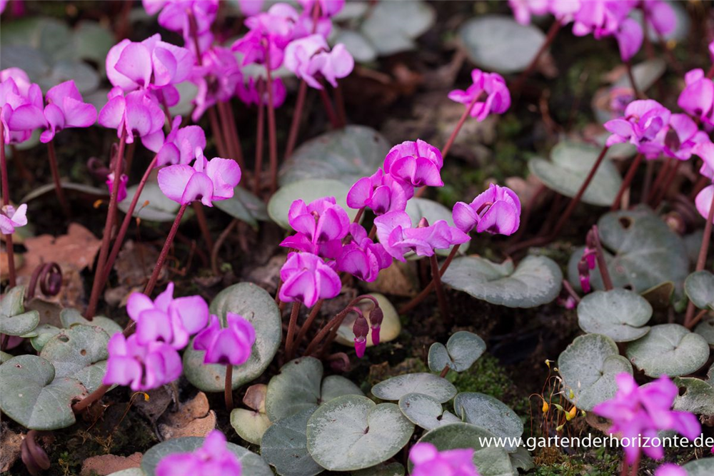 Cyclamen coum 'Rose Silverleaf'