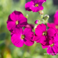 Aubrieta x cult.'Regado Red'