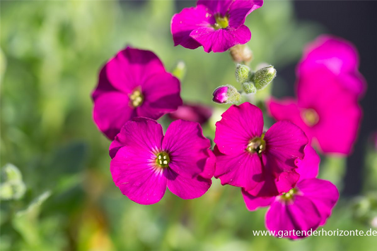 Aubrieta x cult.'Regado Red'
