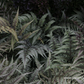 Athyrium niponicum 'Metallicum'
