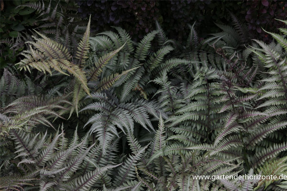 Athyrium niponicum 'Metallicum'