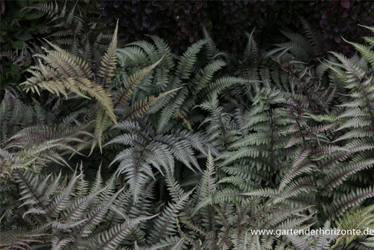 Athyrium niponicum 'Metallicum'