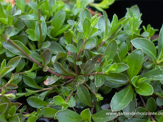 Karpaten-Schaumkresse 'Neuschnee'