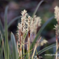 Carex morrowii 'Variegata'
