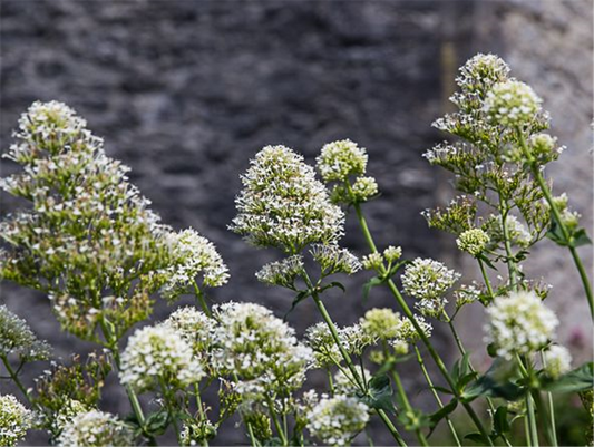 Centranthus ruber 'Albus'