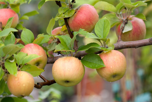 Winterapfel 'Goldparmäne'