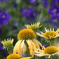 Garten-Scheinsonnenhut 'Harvest Moon'