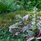 Garten-Günsel 'Burgundy Glow'