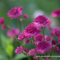 Astrantia major 'Venice'  -R-