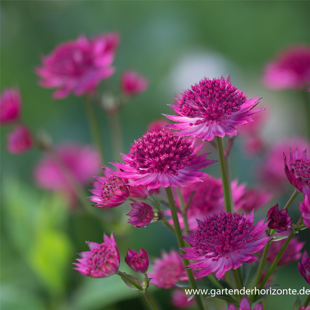 Astrantia major 'Venice'  -R-