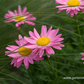 Bunte Margerite