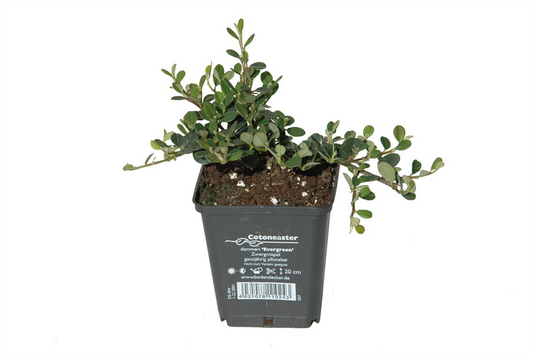 Cotoneaster dam. 'Frieders Evergreen', 12er Set