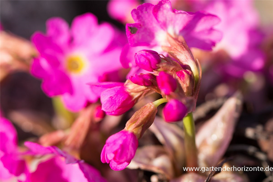 Garten-Rosen-Schlüsselblume 'Gigas'