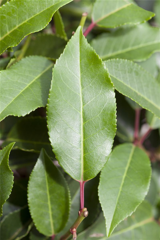 Portugiesische Lorbeerkirsche 'Angustifolia'