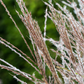 Garten-Chinaschilf 'Kleine Silberspinne'