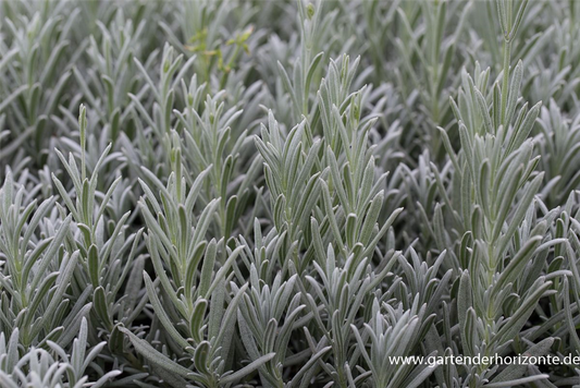 Echter Lavendel 'Silver Mist'