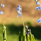 Sibirischer Blaustern  - 10 Blumenzwiebeln