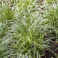Carex acuta