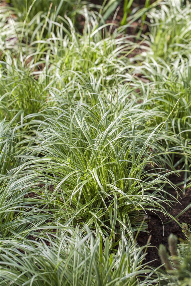 Carex acuta