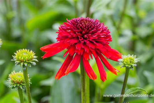 Garten-Scheinsonnenhut 'Eccentric'®