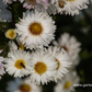 Garten-Glattblatt-Aster 'Schneekuppe'