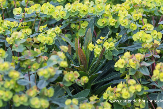 Mandelblättrige Garten-Wolfsmilch 'Purpurea'