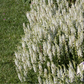 Garten-Blüten-Salbei 'Adrian'