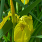Iris pseudacorus