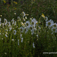 Herbstmargerite