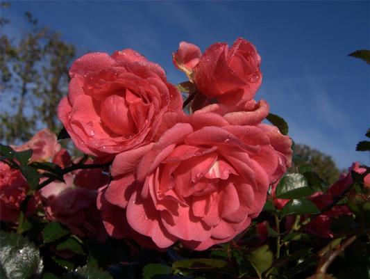 Bodendeckerrose 'Palmengarten Frankfurt'®