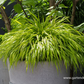 Hakonechloa macra