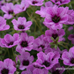 Geranium cinereum 'Laurence Flatman'