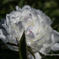 Garten-Pfingstrose 'Festiva Maxima'