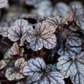 Garten-Silberglöckchen 'Sugar Frosting'