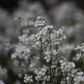 Karpaten-Schaumkresse 'Neuschnee'