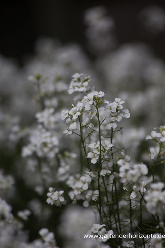 Karpaten-Schaumkresse 'Neuschnee'
