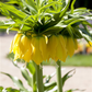 Kaiserkrone 'Lutea' - Blumenzwiebel