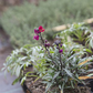 Erysimum cheiri 'Red Jep'  -R-