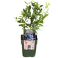 6 x Heidelbeerpflanzen BIO – Ø 13 cm – ↨ 20 cm