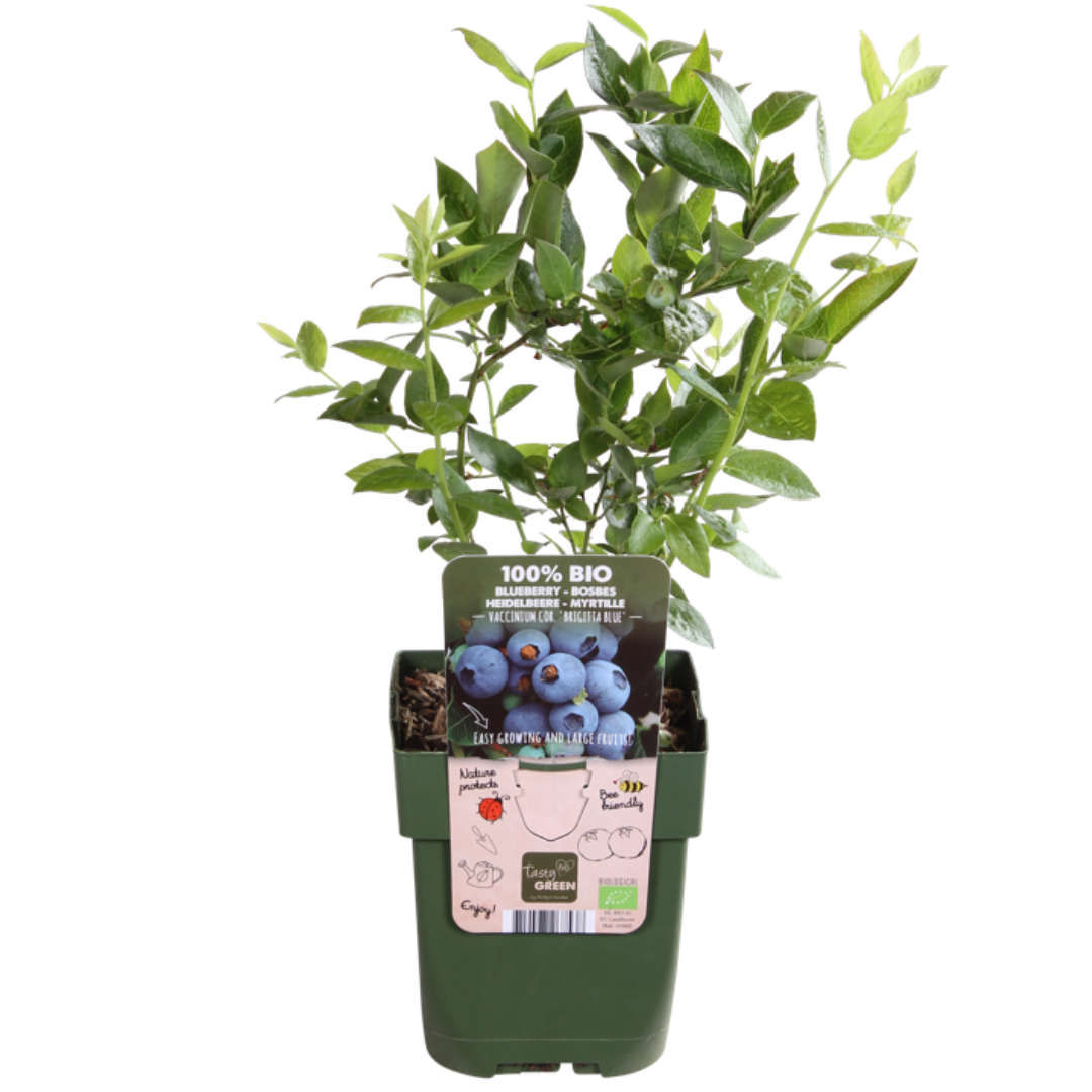 6 x Heidelbeerpflanzen BIO – Ø 13 cm – ↨ 20 cm